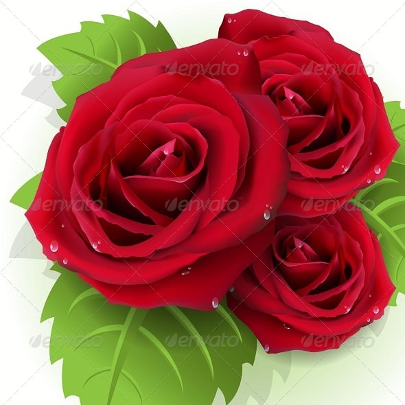Roses Graphics, Designs & Templates | GraphicRiver