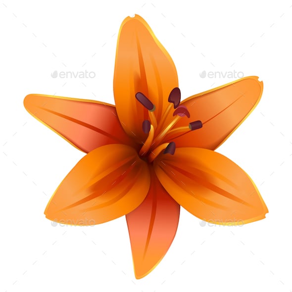 Lily Graphics, Designs & Templates | GraphicRiver