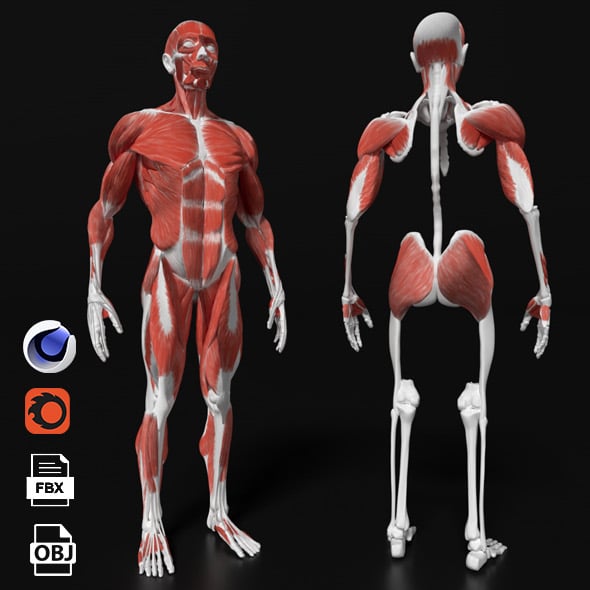 3D-модель сердца в AR