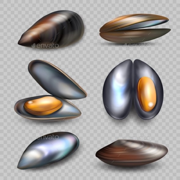 Mussel Graphics, Designs & Templates | GraphicRiver