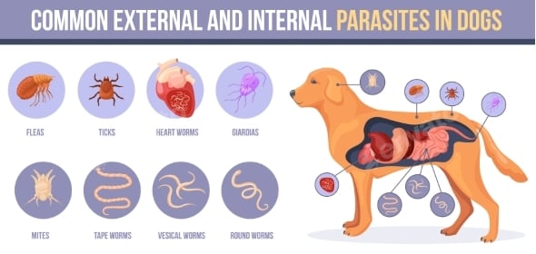 Parasite Graphics, Designs & Templates | GraphicRiver