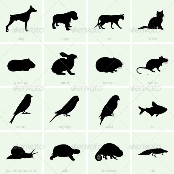 Pet Graphics, Designs & Templates | GraphicRiver