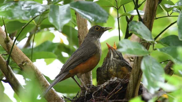 What Bird Eats Worms in the Rainforest: Top Species Revealed