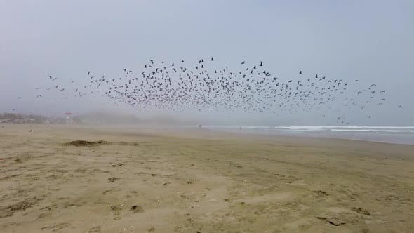 Bird Migration in South America: Stunning Journeys Revealed
