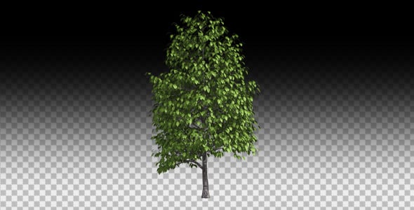 Growing Tree, Motion Graphics | VideoHive