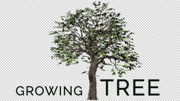 Growing Tree , Motion Graphics | VideoHive