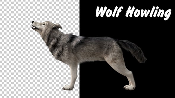 Realistic 3D Wolf Howling Animation, Motion Graphics | VideoHive