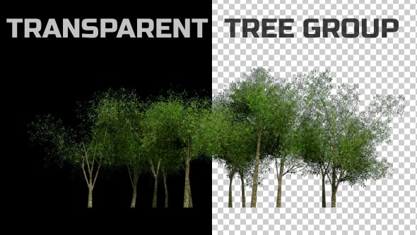Tree Group Animation, Motion Graphics | VideoHive