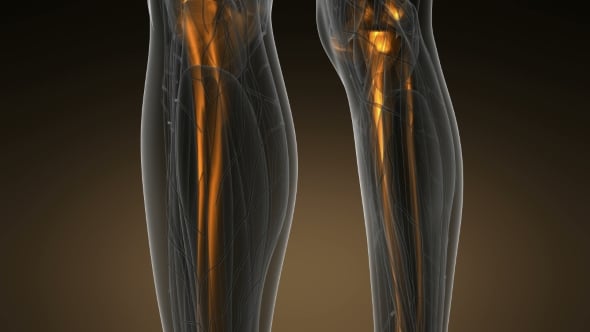 Human Body with Visible Skeletal Bones, Motion Graphics | VideoHive