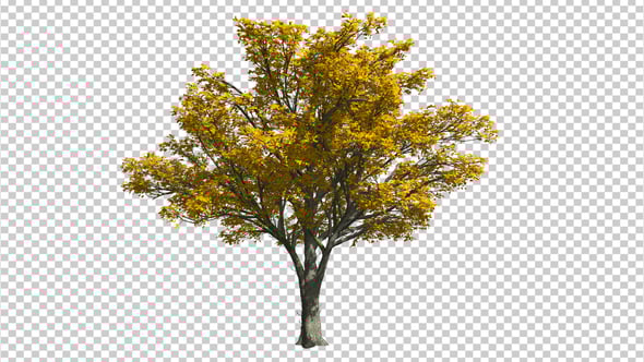3D Tree, Motion Graphics | VideoHive