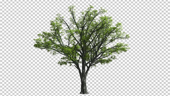 Growing Tree, Motion Graphics | VideoHive
