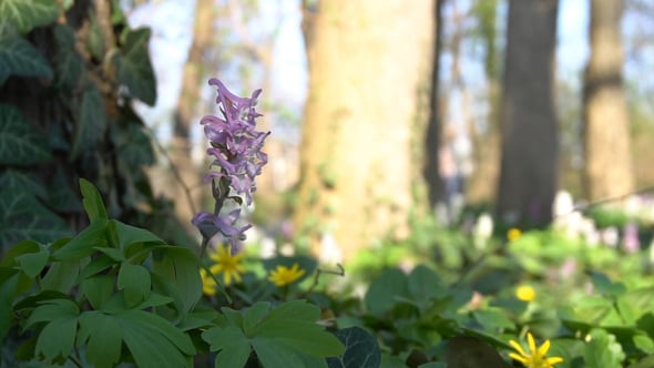 Spring Flower In Wind, Stock Footage | VideoHive